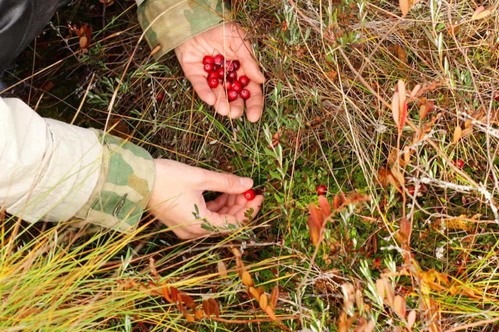 Berries in the bog