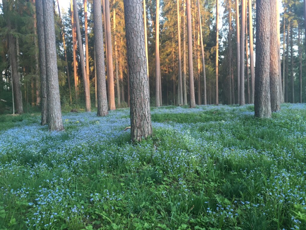 Väike Taevaskoja